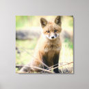 Search for wild fox canvas prints Woodland