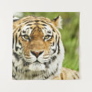 Search for sumatra art Tiger