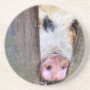 Recherche de porc drôle dessous de verres Humour