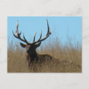 Recherche de élan cartes postales Cervus canadensis