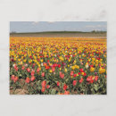 Search for spring tulips postcards Photography