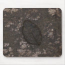 Recherche de fossile tapis souris Nature