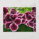 Search for regale postcards Purple