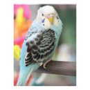 Search for budgie posters Blue
