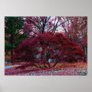 Search for fall tree posters Nature