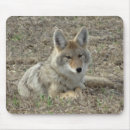 Recherche de coyote tapis souris Faune