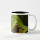 Search for bicolor mugs Giant leaf frog