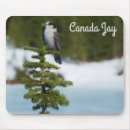 Search for jays electronics Nature