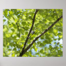 Search for parus Wildlife