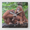 Recherche de orang outan posters Famille