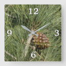 Search for pine clocks Tree