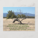 Recherche de souci cartes postales Nature