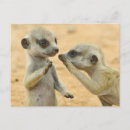 Recherche de kalahari cartes postales Désert de kalahari