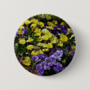 Search for yellow pansy buttons Nature