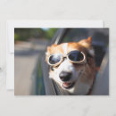 Search for goggle cards Puppy