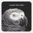 Search for african grey stickers Nature