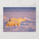 Search for polar bear mom and cub postcards Marine mammal