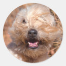 Search for wheaten stickers Dog