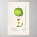 Recherche de vintage fruit posters Pomme