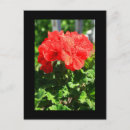 Search for geranium vertical postcards Floral