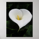 Recherche de calla lilly posters Lis