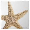 Search for star tiles Sealife
