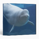 Search for looking front binders Sealife
