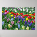 Search for daffodils pictures posters Flowers