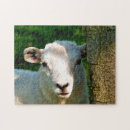 Recherche de agneaux puzzles Mignon