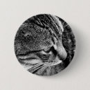 Recherche de chat blanc badges Tabby