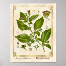 Search for poisonous plants posters Botanical
