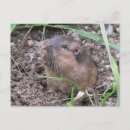 Recherche de gopher posters Faune