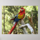 Recherche de maccaw posters Oiseaux