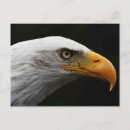 Recherche de aigle noir cartes postales Oiseau