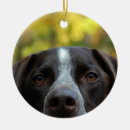 Search for gsp dog ornaments Dogs