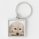 Search for golden retriever accessories Animals