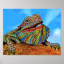 Search for bearded dragon posters Beardie