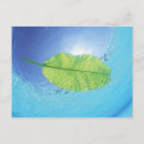 Search for floating leaf Nature