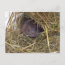 Search for field mouse postcards Wildlife