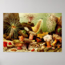 Search for vintage sea shells posters Retro