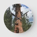 Search for big tree Pine