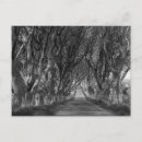 Search for hedge postcards Trees