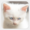 Search for white kitten stickers Baby animals