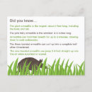 Search for armadillo postcards Animal