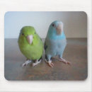 Search for parrotlet Birds