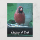 Search for cardinal vertical postcards Nature