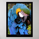 Recherche de ara d art Faune
