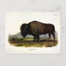 Search for buffalo postcards Illustration