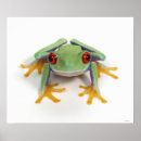 Recherche de humour de grenouille posters Animal