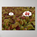 Recherche de carnivore posters Plantes carnivores